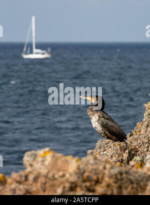 Schöner Vogel auf einer felsigen Küste. Im Hintergrund ein Segelboot auf dem Meer Kormoran Phalacrocorax carbo, Bornholm Stockfoto