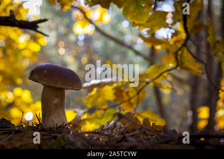 Big mit Porcini-pilzen wächst im Wald. Herbst Pilze wachsen in der Nähe von Oak. Natürliche rohe Nahrung wächst in Holz. Genießbare cep, vegetarische natürlichen organischen Mahlzeit Stockfoto