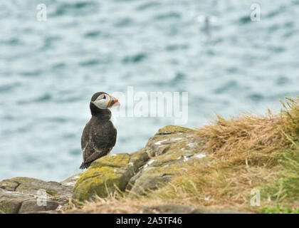 Papageitaucher (Fratercula arctica) ruht auf Klippe. Farne Islands, Northumberland Stockfoto