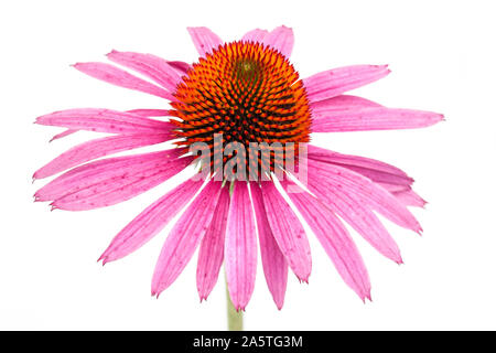 Coneflower (Echinacea purpurea) einzelnen Blüte von oben auf weißem isoliert Stockfoto