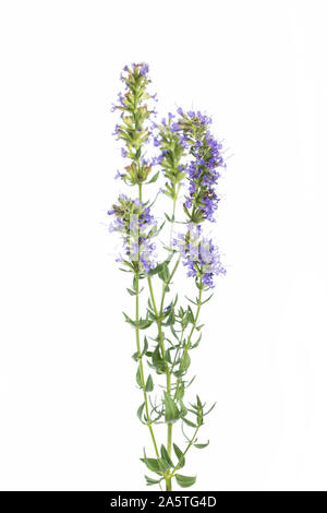 Heilende Pflanzen: Ysop (Hyssopus officinalis) - stehen vor weißem Hintergrund Stockfoto