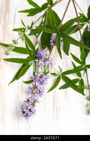 Heilende Pflanzen: Chasteberry (Vitex agnus castus) - Ausschnitt an Bord Stockfoto