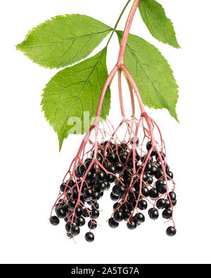 Heilende Pflanzen: Holunder (sambucus) Zweig mit Beeren auf weißem Hintergrund Stockfoto