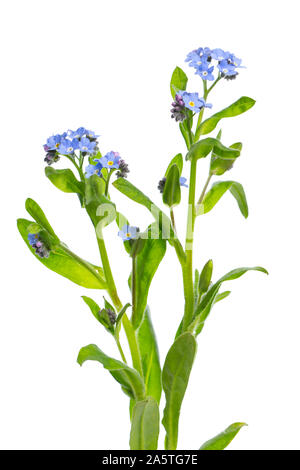 Heilende Pflanzen: Vergissmeinnicht (Myosotis) Pflanze mit Blumen auf weißem Hintergrund Stockfoto