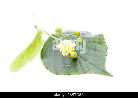 Linde (Tilia grandifolia) Blüte und Blatt auf weißem Hintergrund Stockfoto
