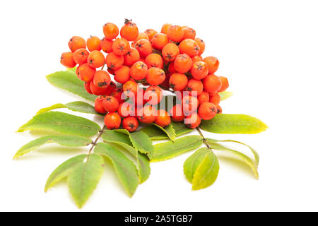 Eberesche (Sorbus aucuparia) Beeren und Blätter auf Weiß Stockfoto