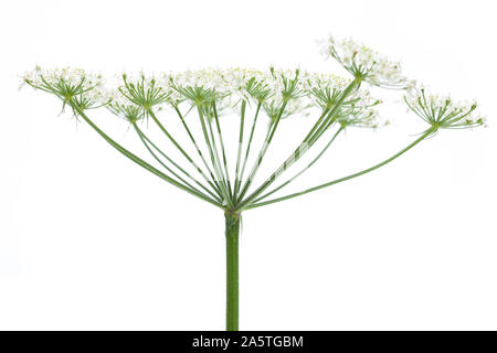 Wies scharfkraut (Heracleum sphondylium) - Blume Seite Stockfoto