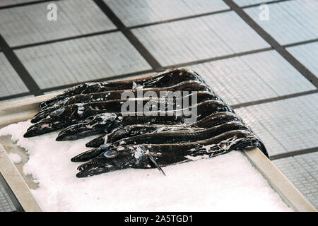 Espada Fisch auf traditionellen Fischmarkt in Funchal, Madeira, Portugal. Schwarzer Degenfisch, Aphanopus Carbo, ist ein typisches madeirisches Teller, meist serviert mit Banane. Fisch auf Eis, Fischerei. Stockfoto