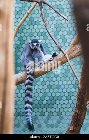 Ring-tailed Lemur catta in einem Zoo auf einem Baum an der Kamera auf der Suche Stockfoto