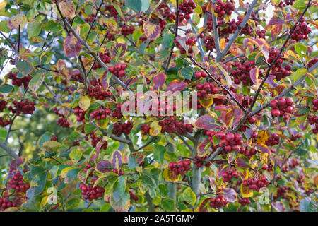 Beeren Crataegus Prunifolia persimilis "SPLENDENS" im Herbst. Endivie Prunifolia cockspur Dorn'' Stockfoto