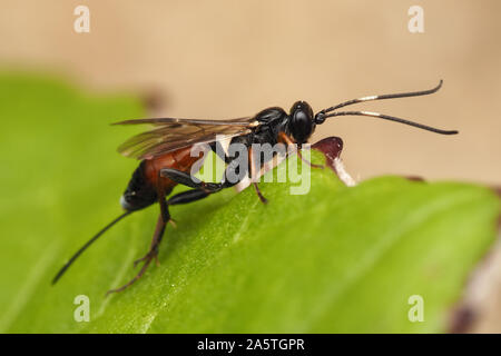 Weibliche Aritranis Direktor Ichneumon Wasp thront auf Pflanze Blatt. Tipperary, Irland Stockfoto