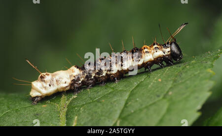 Unreife Alder Moth Caterpillar (Acronicta alni) in Ruhe auf Eichenlaub. Tipperary, Irland Stockfoto