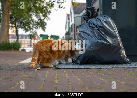 Katze auf der Suche nach Nahrung in dem Behälter auf den Straßen der Stadt. Sommer und Sunrise Stockfoto