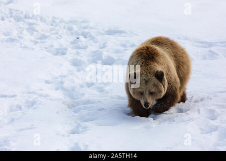 Europäische Braunbären in Schnee auf der Suche nach Essen Stockfoto