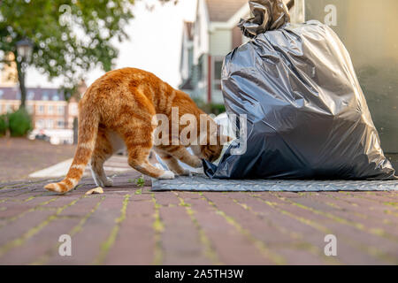 Katze auf der Suche nach Nahrung in dem Behälter auf den Straßen der Stadt. Sommer und Sunrise Stockfoto