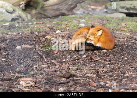 Schlafen Fox in der Wildnis Stockfoto