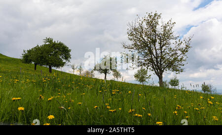 Bereich der Löwenzahn auf einem hügeligen Wiese mit Bäumen im Hintergrund Stockfoto
