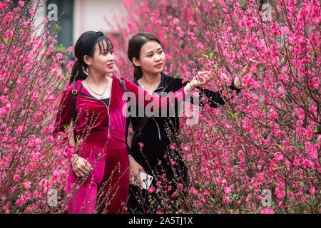 Zwei vietnamesische Frauen untersuchen Hanoiâ € ™ s bunte Kirschblüten. Stockfoto