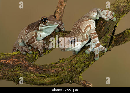 Mission Golden-eyed Tree Frogs (Trachycephalus resinifictrix) Stockfoto