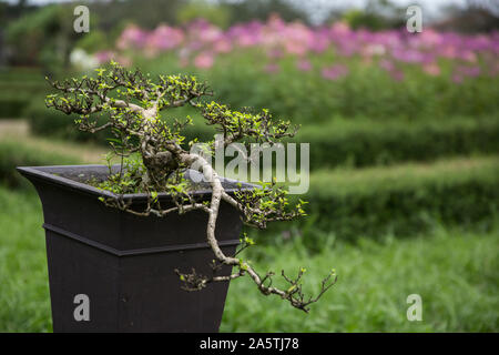 In der Nähe von Bonsai Baum mit lila Blüten im Hintergrund. Stockfoto