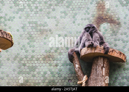 Alte silberne Gibbon sitzen auf einem Baum in einem Zoo suchen Stockfoto