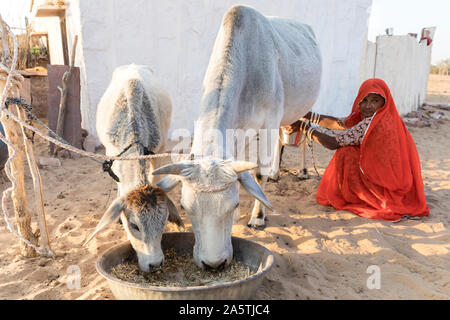 Ein Rajasthani Frau in traditioneller Kleidung eine Kuh melkt, gekleidet. Stockfoto