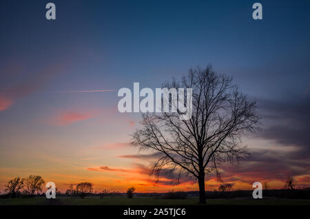 Große Eiche Baum ohne Blätter und bunte Wolken nach Sonnenuntergang auf einem blauen Himmel Stockfoto