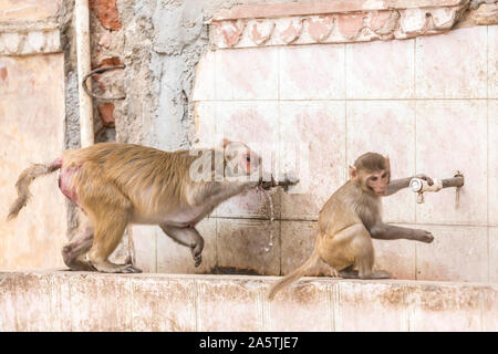 Macaque Affen trinken aus einem Hahn zu einem Monkey Tempel (Galta Ji). Stockfoto