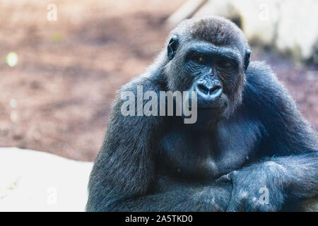 Close-up Gorilla im ZOO Stockfoto
