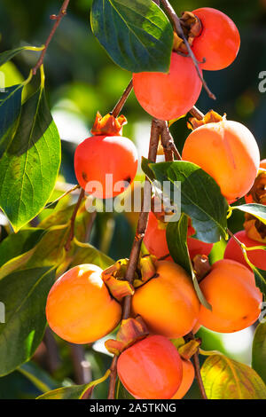 Ein Bündel von bunten persimmon Früchte (Cachi frutta in Italienisch Name) auf dem persimone Baum im Garten der Villa Borghese, Rom, Italien. Stockfoto