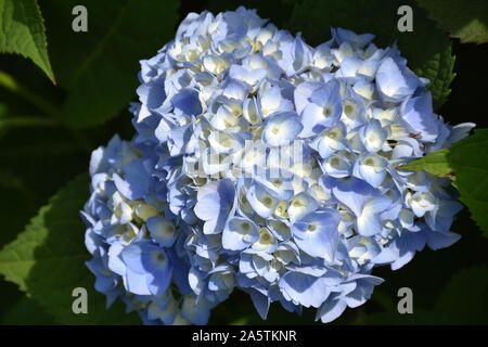 Große Blüte blaue Hortensien Blüten auf einen Busch. Stockfoto