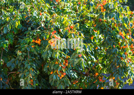 Ein Bündel von bunten persimmon Früchte (Cachi frutta in Italienisch Name) auf dem persimone Baum im Garten der Villa Borghese, Rom, Italien. Stockfoto