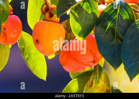 Ein Bündel von bunten persimmon Früchte (Cachi frutta in Italienisch Name) auf dem persimone Baum im Garten der Villa Borghese, Rom, Italien. Stockfoto