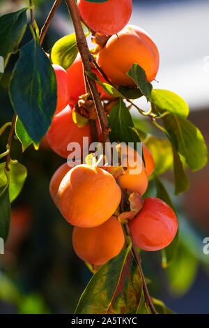 Ein Bündel von bunten persimmon Früchte (Cachi frutta in Italienisch Name) auf dem persimone Baum im Garten der Villa Borghese, Rom, Italien. Stockfoto