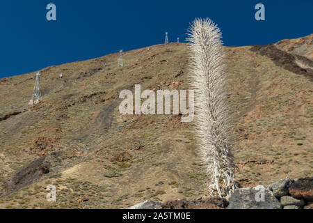 Getrocknete Skelett von Echium wildpretii endemisch in den Teide Nationalpark. Winter Werk der Tajinaste Rojo. Die Steigung der Vulkan Teide und Seilbahn Kabine Stockfoto