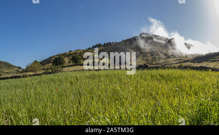 Close Up. Helle grüne Wiese mit saftigem Gras. Abend Wolken kriechen auf den bewaldeten Hügeln im Hintergrund. Warmen gemütlichen Abend in den Bergen von Th Stockfoto