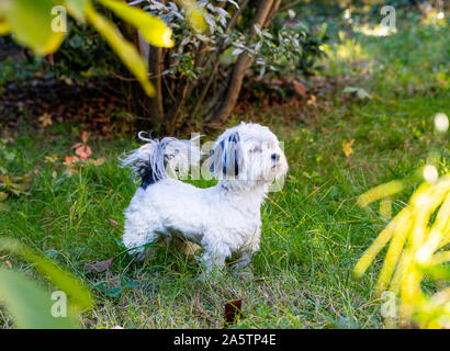Bichon Havanese Rüde im Garten. Weißes und schwarzes Fell. Kurze Beine und großer Schwanz. Stockfoto