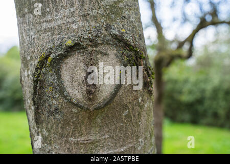 Nahaufnahme einer knothole auf eine getrimmte Baumstamm. Stockfoto