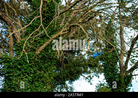 Kunststoff blau im Baum gefangen. Stockfoto