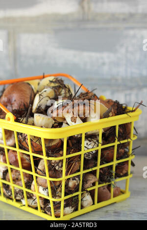 Suillus Pilze in einer Kunststoff Warenkorb. Einen armful schmutzig, ungeschält, Butter Pilze auf dem Tisch mit einem Messer. Stockfoto