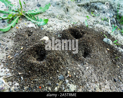 Erde Ameisen (lasius) der Eingang von schönen Haufen von Schmutz auf dem Boden Ameisenhaufen Stockfoto