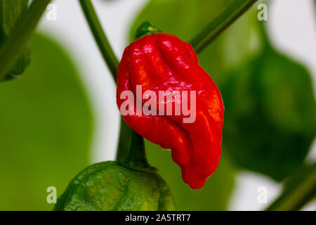 Nahaufnahme Foto von Trinidad Moruga Scorpion (Capsicum chinense) Chili Pfeffer. Reif chili hell rot auf der Anlage. Weißer Hintergrund mit grünen Blättern. Stockfoto