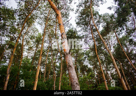 Hohe Bäume mit getrockneten Ästen. Laub meist oben. Bild von unten aufgenommen. Stockfoto