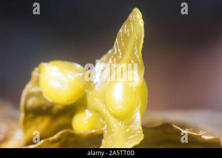 Braunen Algen (FUCUS). Makro von Algen Körper (Blade. thallus). Für die Augen unsichtbar Welt der marine Pflanzen und Tiere Stockfoto