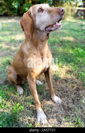 Porträt eines ungarischen Vizsla-Hundes. Der Hund passt auf und wartet auf Essen. Altes Tier mit gegrilltem Fell. Unscharfer Hintergrund. Stockfoto