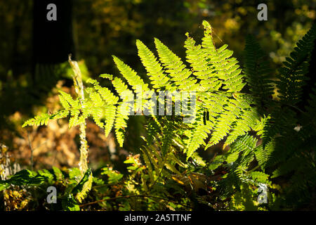 Durchlicht-Farnblätter (Polypodiopsida Cronquist) im 'Las Wolski' (Wolski-Wald). Krakau, Polen, Europa Stockfoto