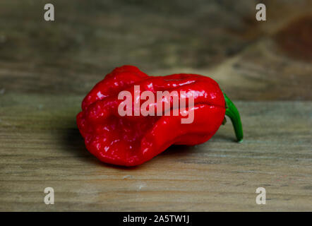 Nahaufnahme Foto von Trinidad Moruga Scorpion (Capsicum chinense) Chili Pfeffer. Glänzend leuchtend rote Farbe. Braun und Grau Holz Hintergrund. Stockfoto