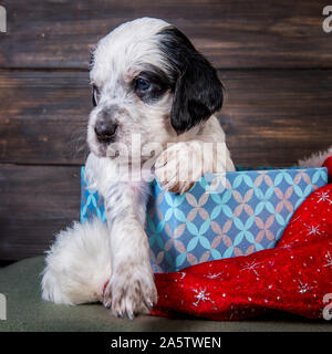 English Setter Welpen mit Santa Claus hat. Stockfoto