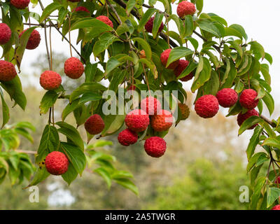 Anhänger, Grübchen. Herbst Früchte der blühende Hartriegel, Cornus 'Norman Hadden' Stockfoto