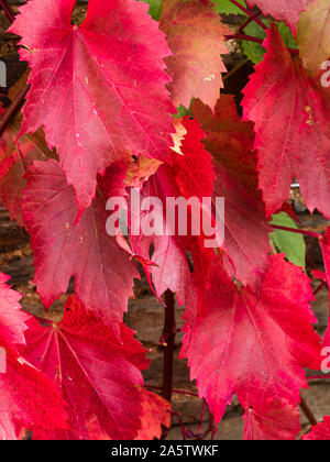 Rot bronze Herbst Laub der ornamentalen Rebsorten der Art Vitis vinifera gehören petchley Rot' Stockfoto